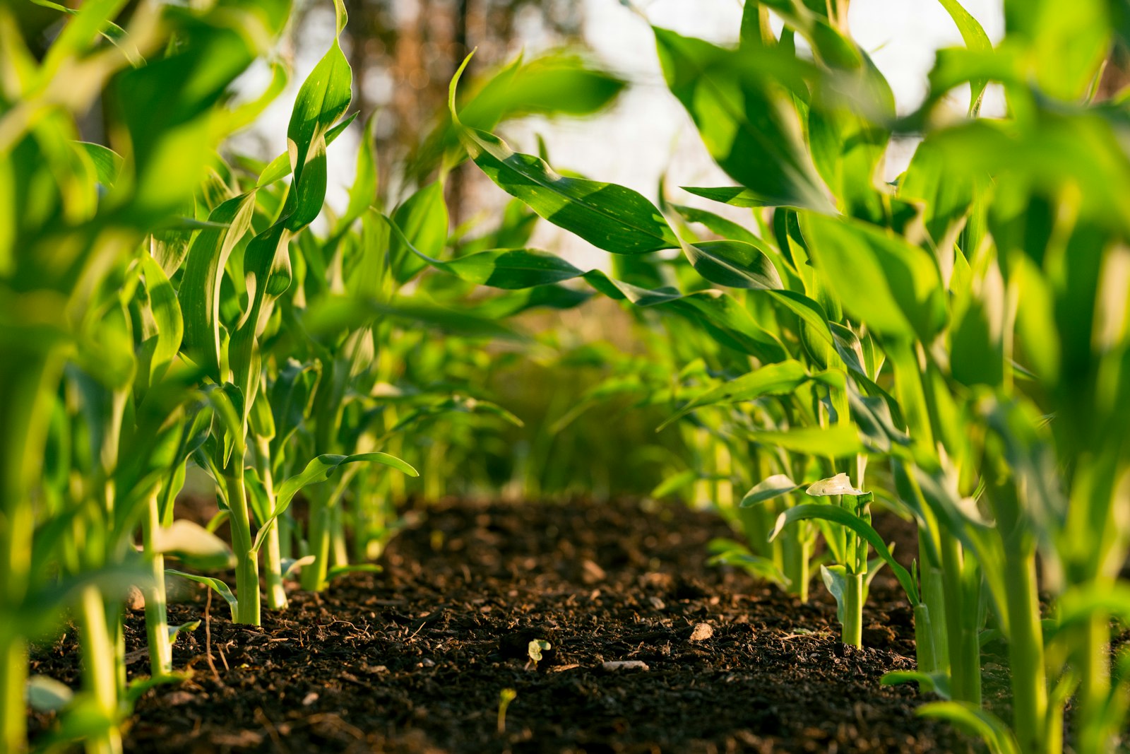 Climate-smart agriculture