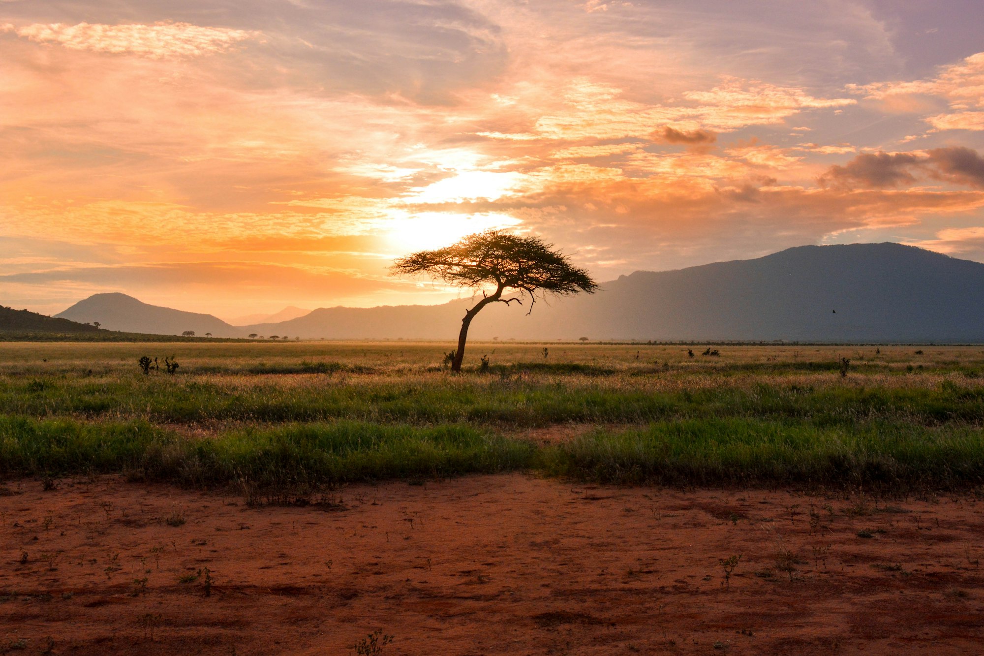 Savanna landscape of Nigeria